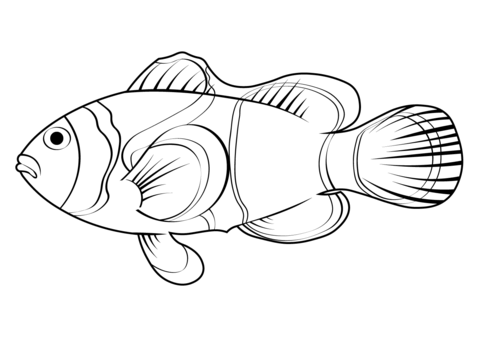 Ocellaris Clownfish (Amphiprion Ocellaris) Coloring Page